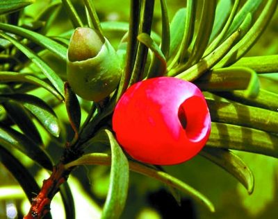 紅豆杉樹在園林綠化中有哪些優(yōu)勢？